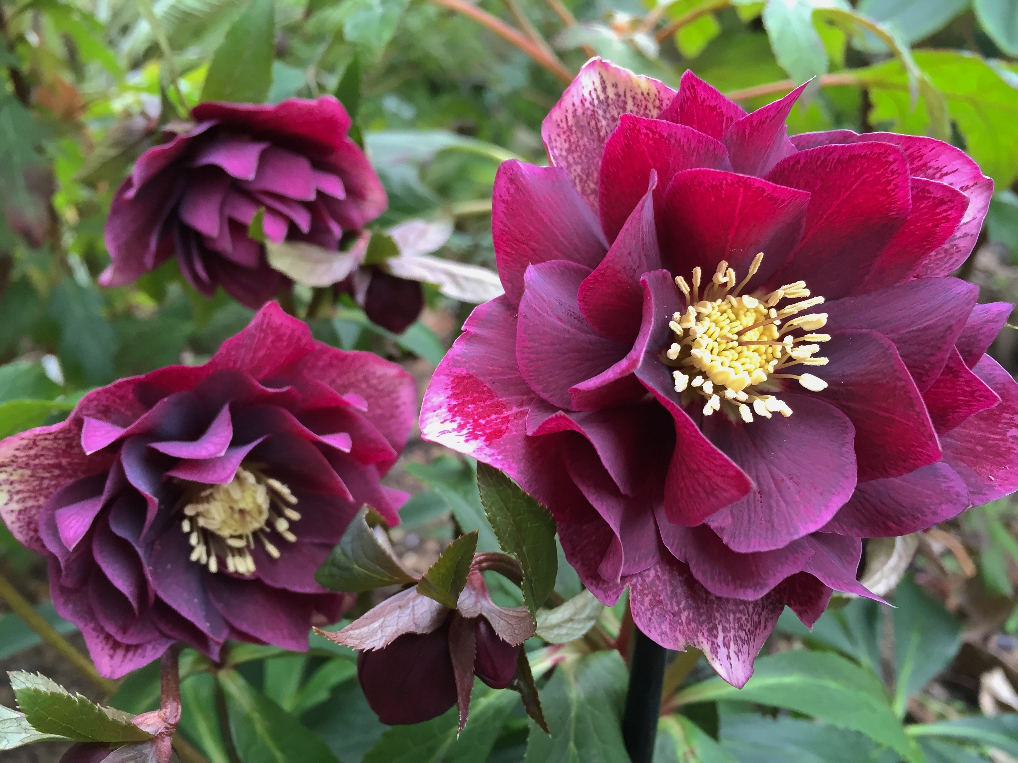 Helleborus orientalis 'Double Ellen Red'